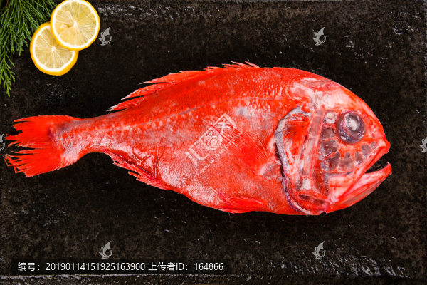 新西蘭橙鯛魚(yú)長(zhǎng)壽魚(yú)胸棘鯛