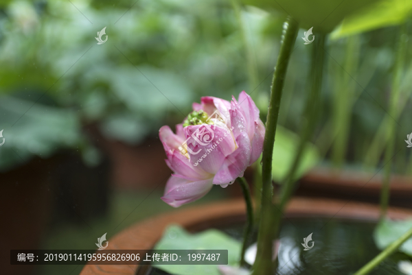 盛開的荷花