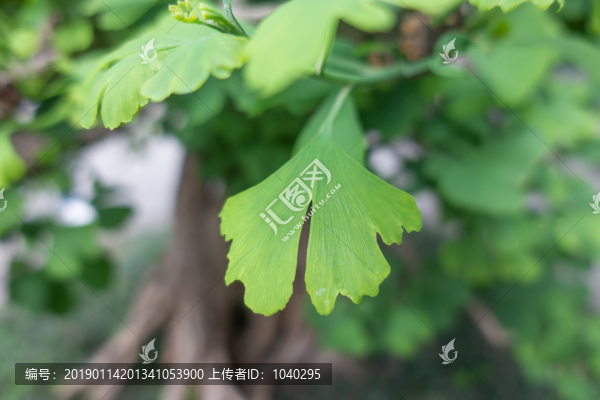 這是一個(gè)綠色銀杏樹葉子的鏡頭特