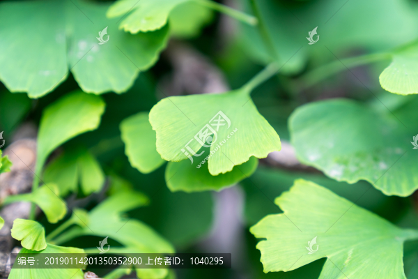 這是一個(gè)綠色銀杏樹葉子的鏡頭特