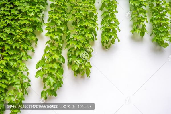 已經(jīng)生長(zhǎng)了的白色墻壁上的綠色美