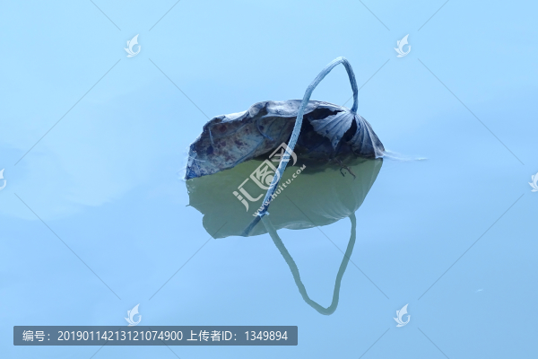 枯荷