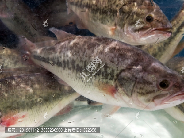 土鯽魚