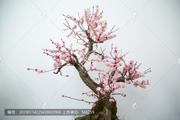 梅花紅梅