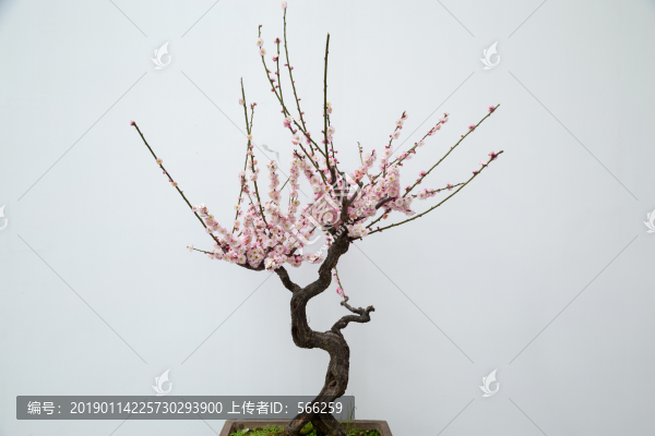 梅花紅梅