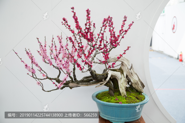 梅花紅梅