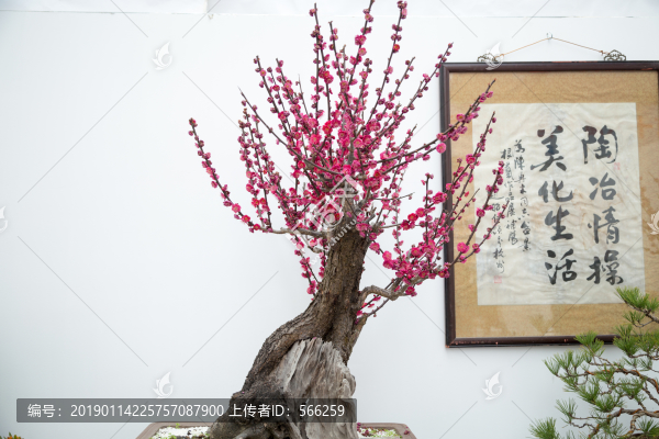 梅花紅梅