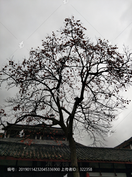 柿子樹剪影