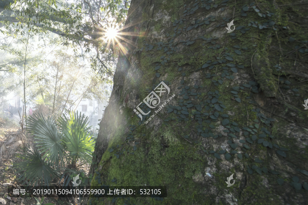 大樹晨光