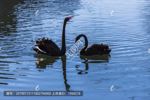 黑天鵝