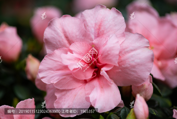 杜娟花
