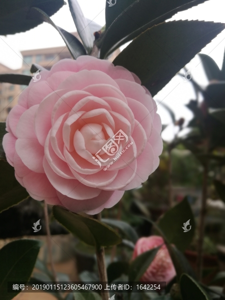 茶花花卉