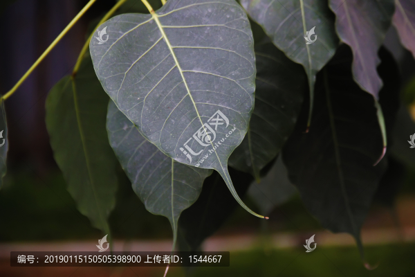菩提葉
