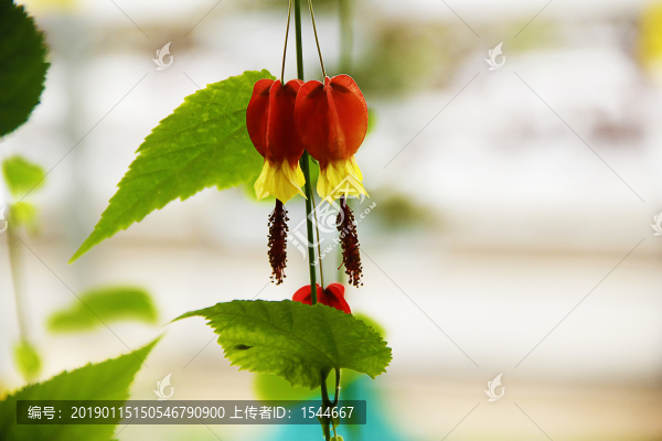 唯美小花