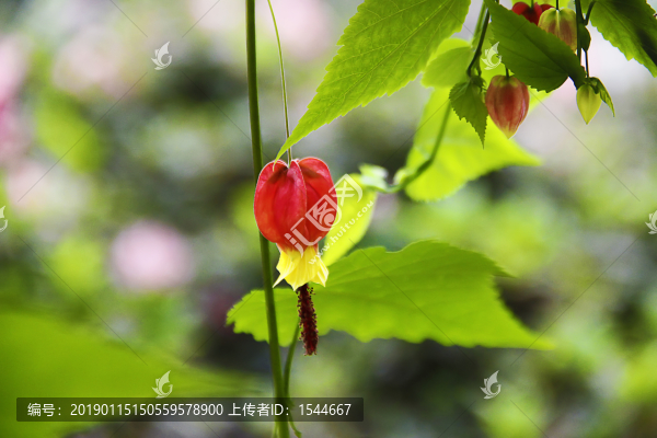 燈籠花