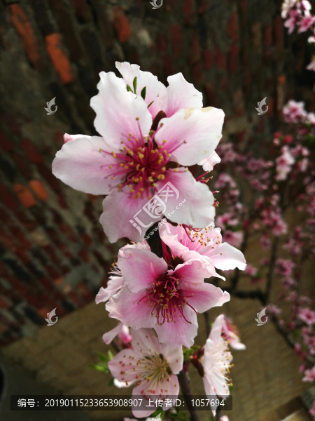 桃花