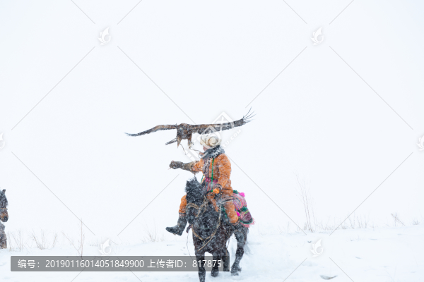 哈薩克獵鷹