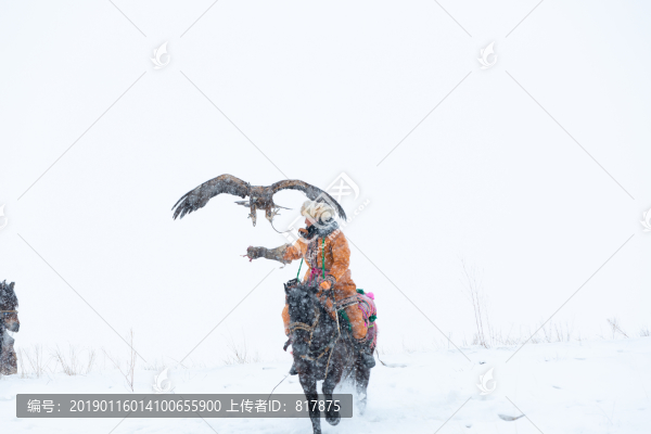 哈薩克獵鷹
