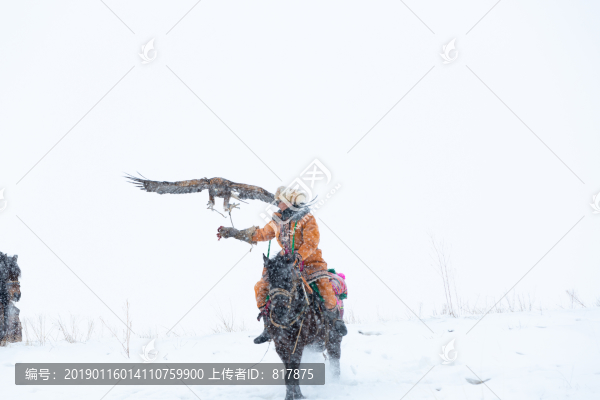 哈薩克獵鷹