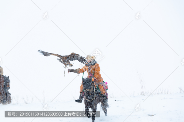 哈薩克獵鷹
