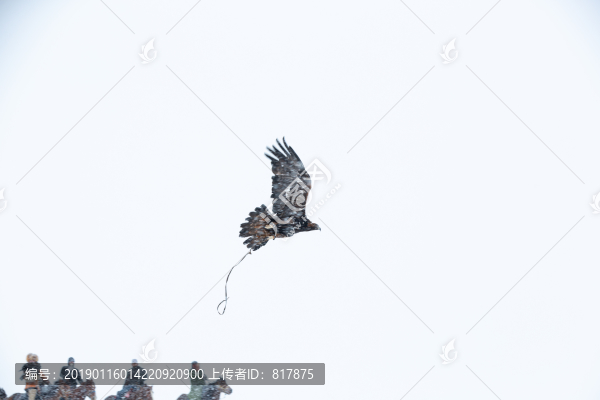 哈薩克獵鷹
