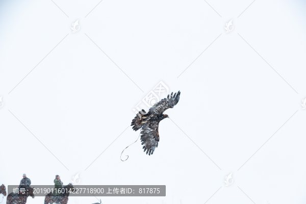 哈薩克獵鷹