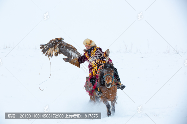 哈薩克獵鷹