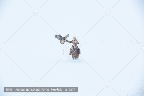 哈薩克獵鷹
