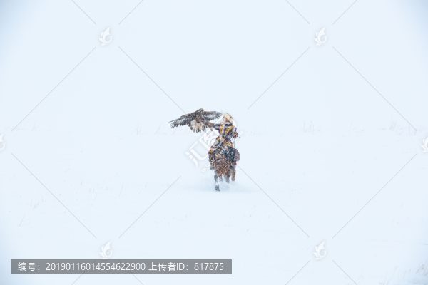 哈薩克獵鷹