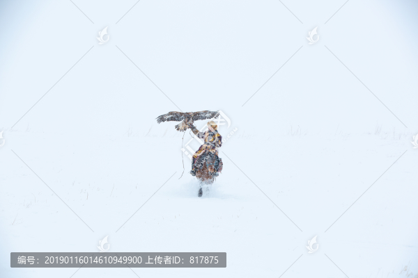 哈薩克獵鷹