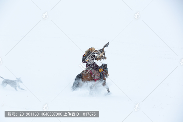 哈薩克獵鷹