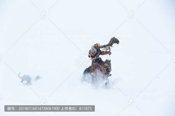 哈薩克獵鷹