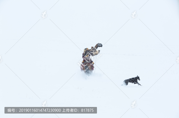哈薩克獵鷹