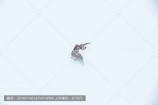 哈薩克獵鷹