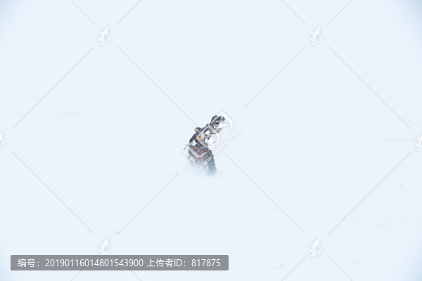哈薩克獵鷹