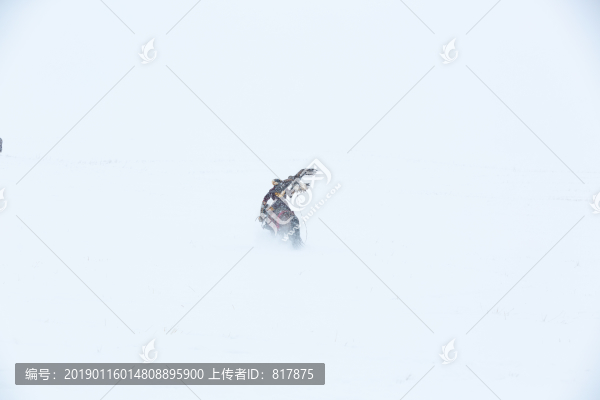 哈薩克獵鷹