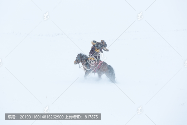 哈薩克獵鷹