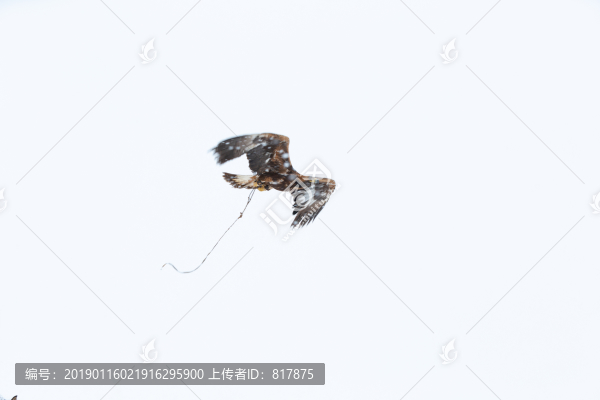 哈薩克獵鷹
