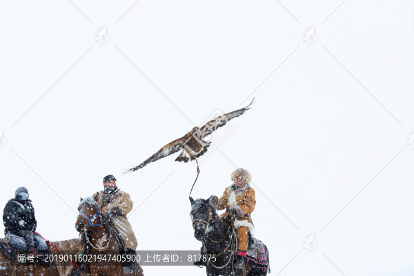 哈薩克獵鷹
