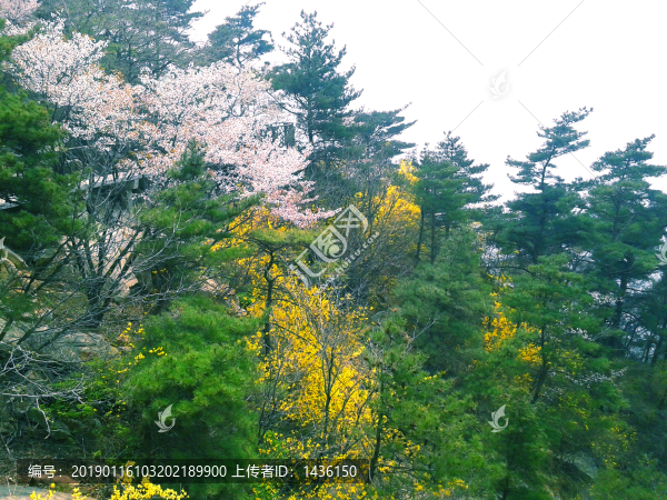 山上春天風(fēng)光