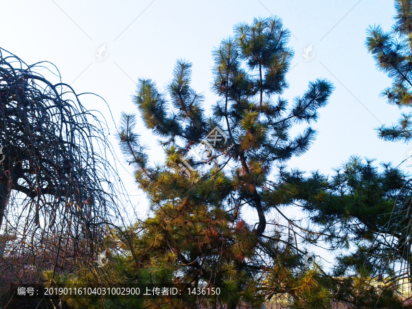 山上松樹