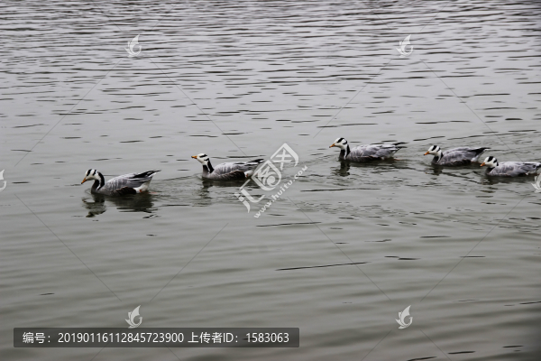 水面野雁