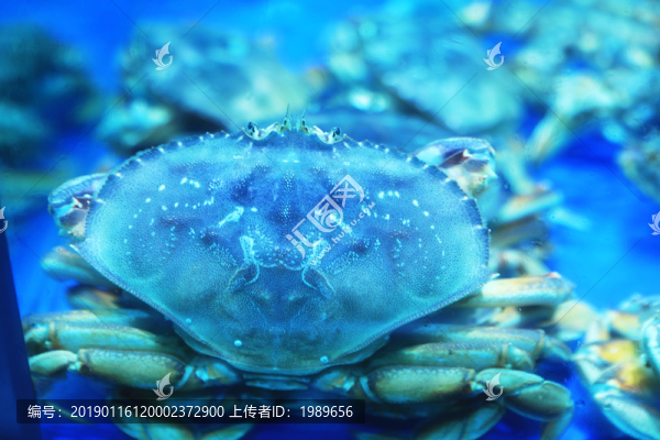 珍寶蟹