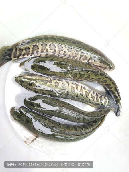 小黑魚(yú)素材