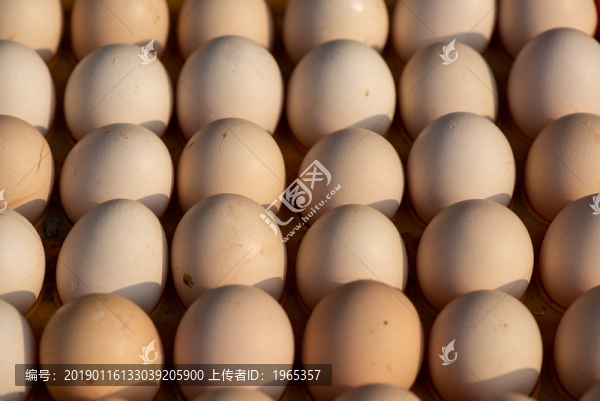 雞蛋