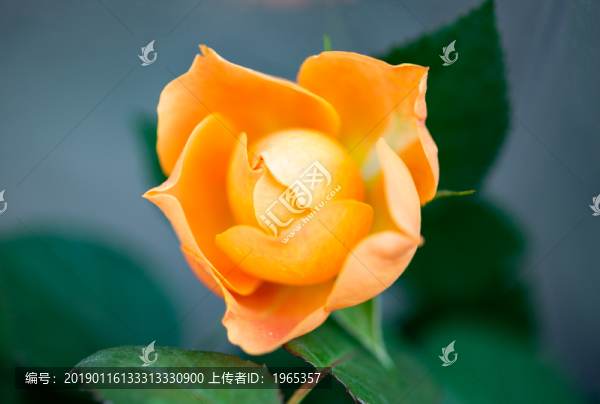 玫瑰花