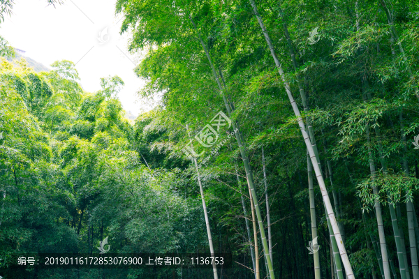 竹林素材