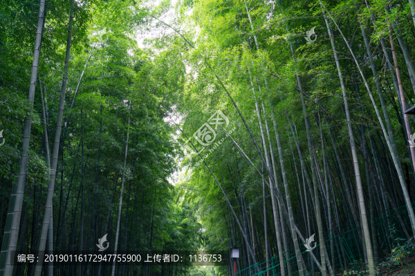 竹林素材