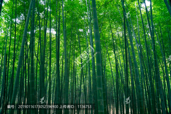 竹林素材