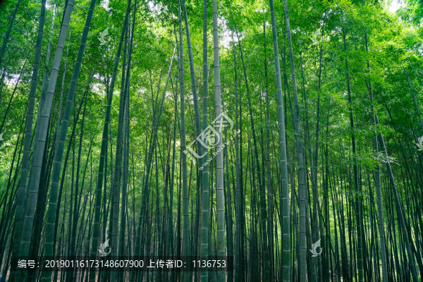 竹林素材